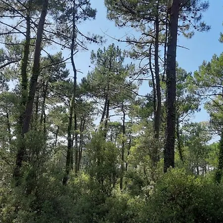 Daire Familial 30m2 Les Goelands - Grand Balcon Vue Foret Saint-Jean-de-Monts